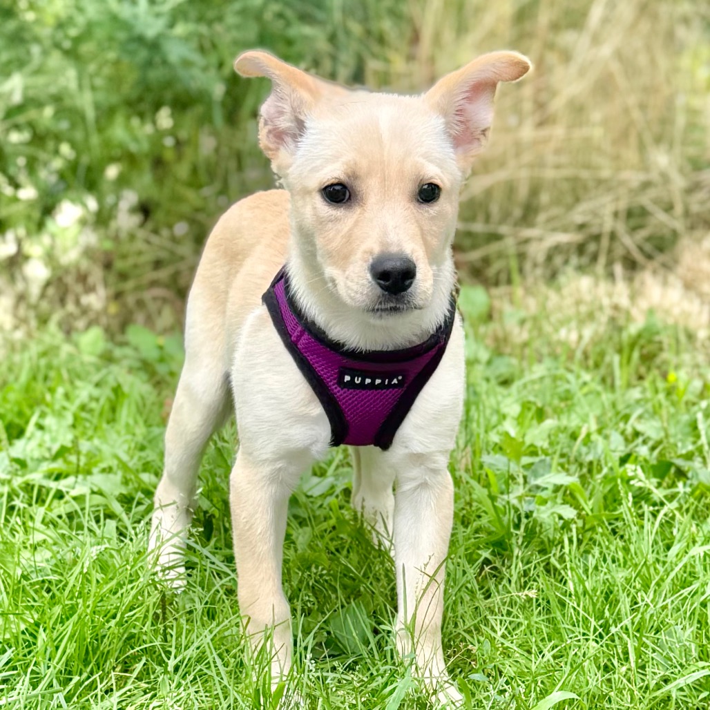 Kristin Retriever/Mixed Breed (Small) Tan 