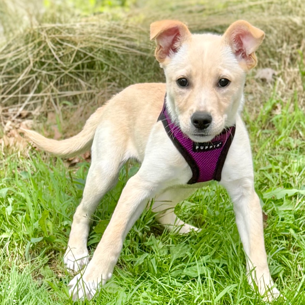 Kristin Retriever/Mixed Breed (Small) Tan 