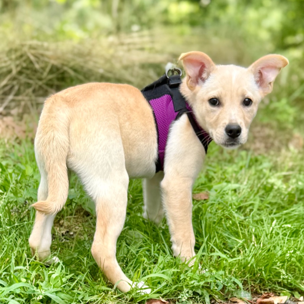Kristin Retriever/Mixed Breed (Small) Tan 