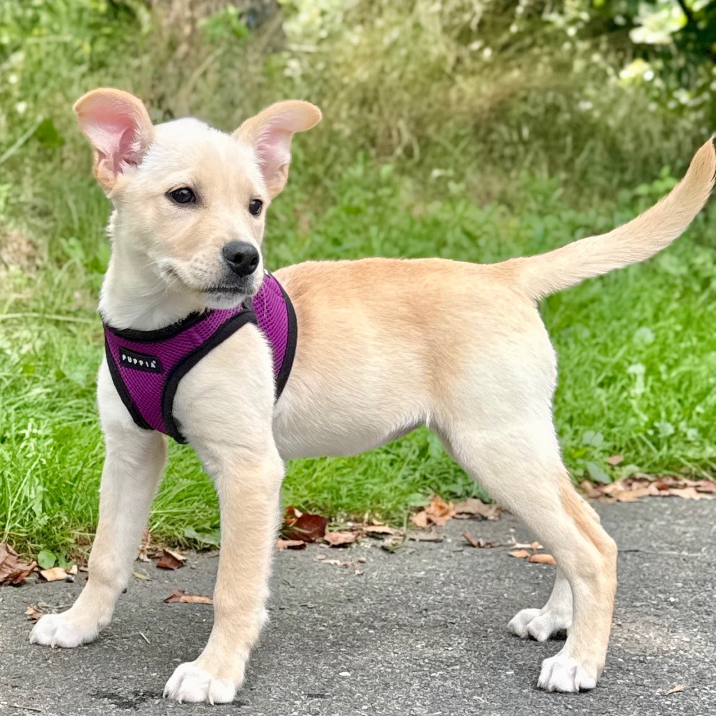 Kristin Retriever/Mixed Breed (Small) Tan 