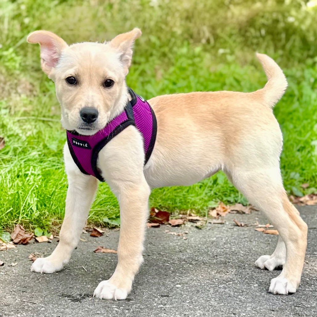 Kristin Retriever/Mixed Breed (Small) Tan 