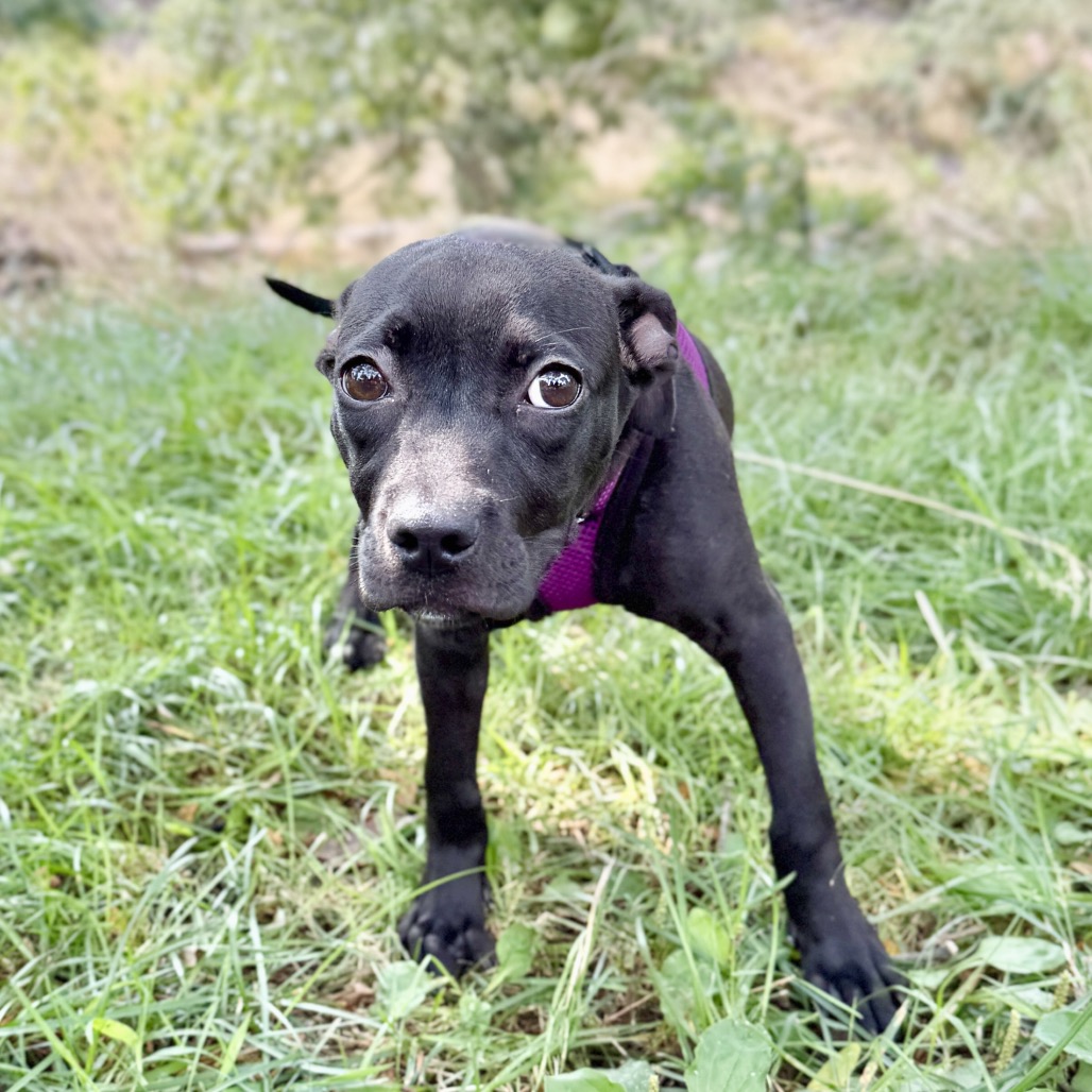 Molly Bulldog/Mixed Breed (Small) Black