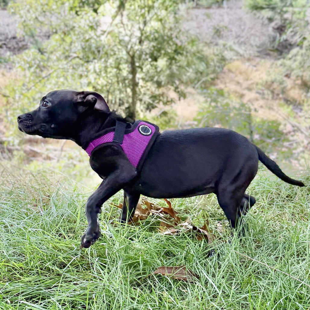 Molly Bulldog/Mixed Breed (Small) Black