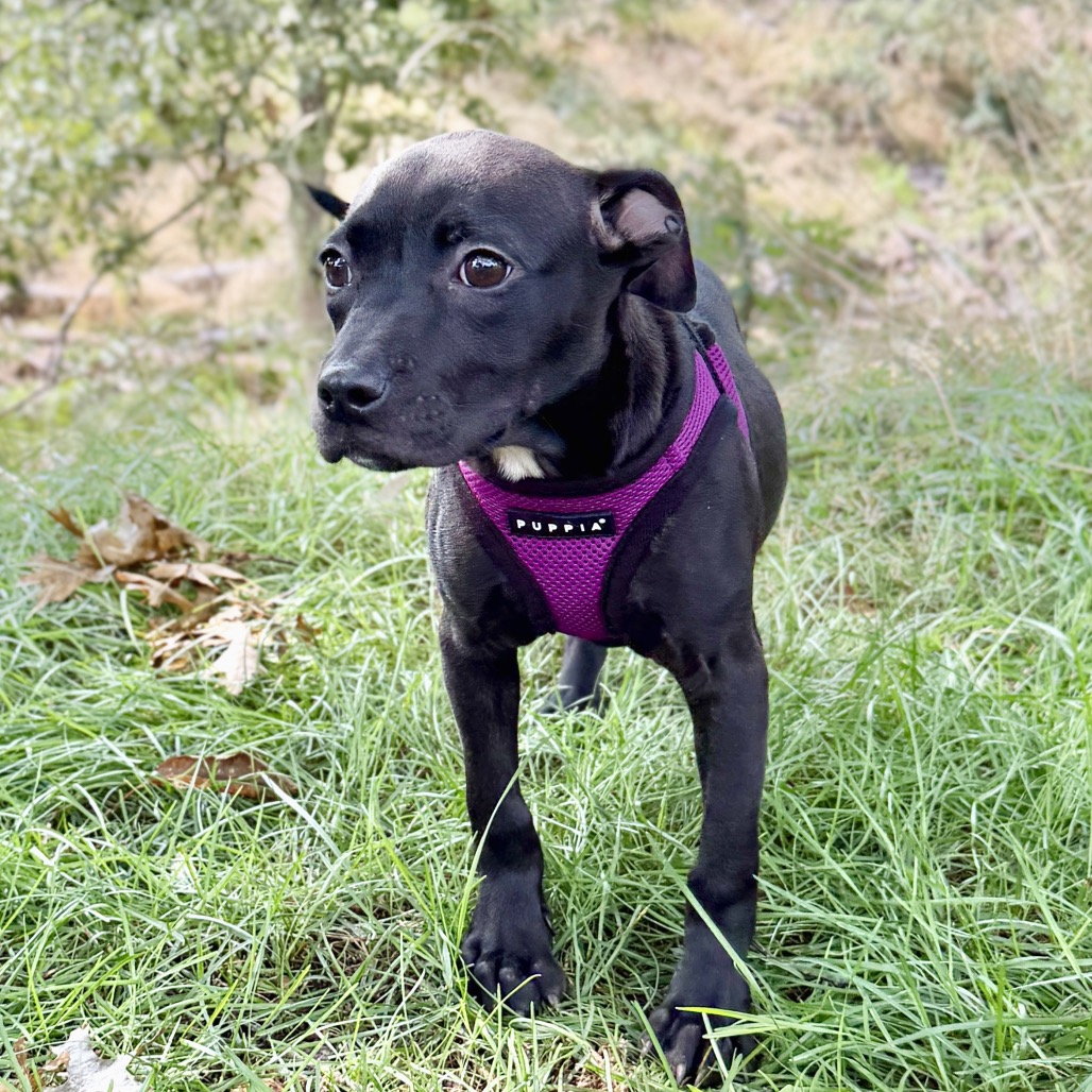 Molly Bulldog/Mixed Breed (Small) Black