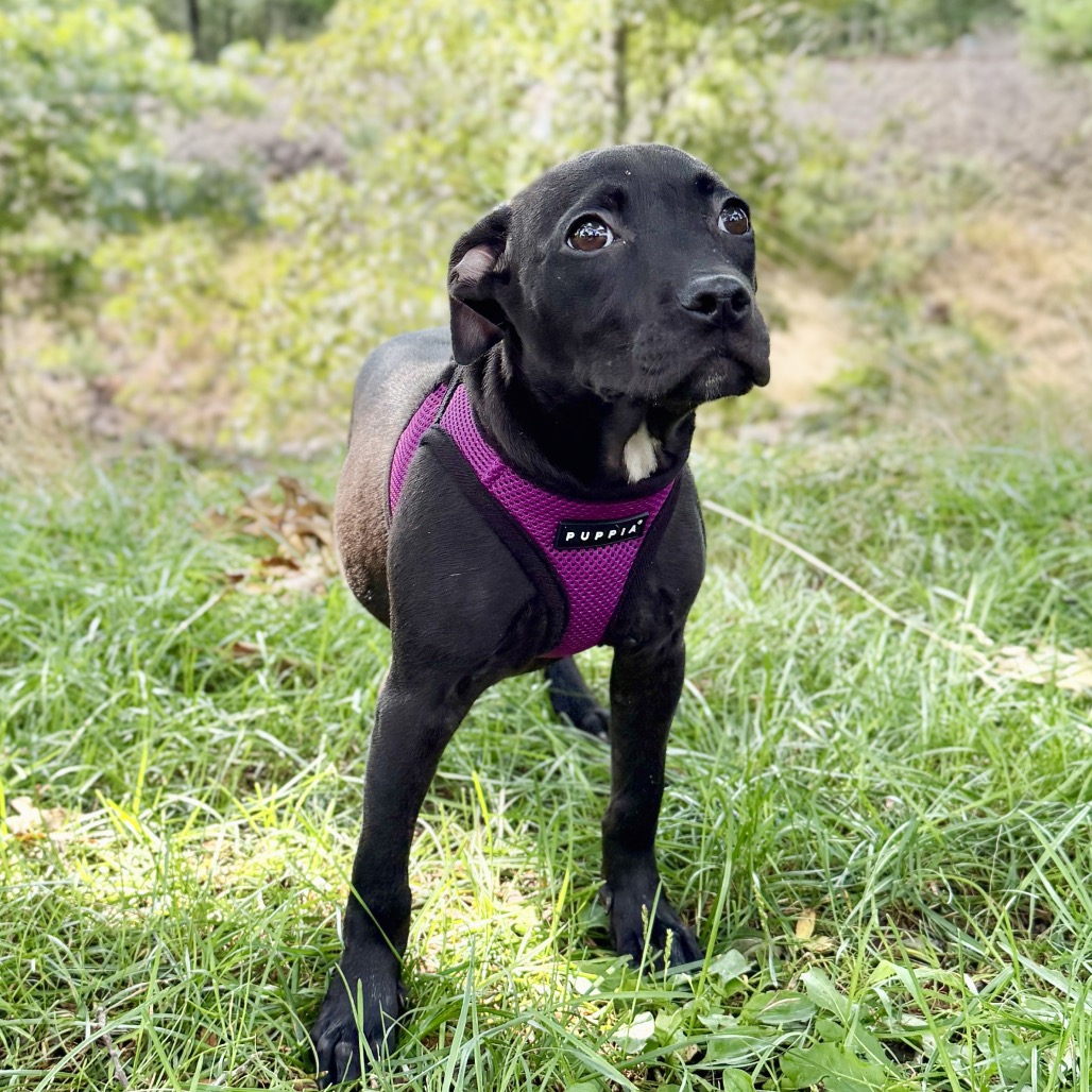 Molly Bulldog/Mixed Breed (Small) Black