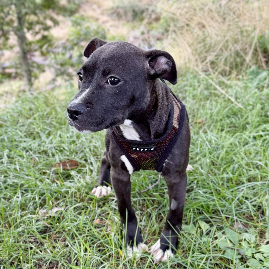 Jessie Bulldog/Mixed Breed (Small) Black 