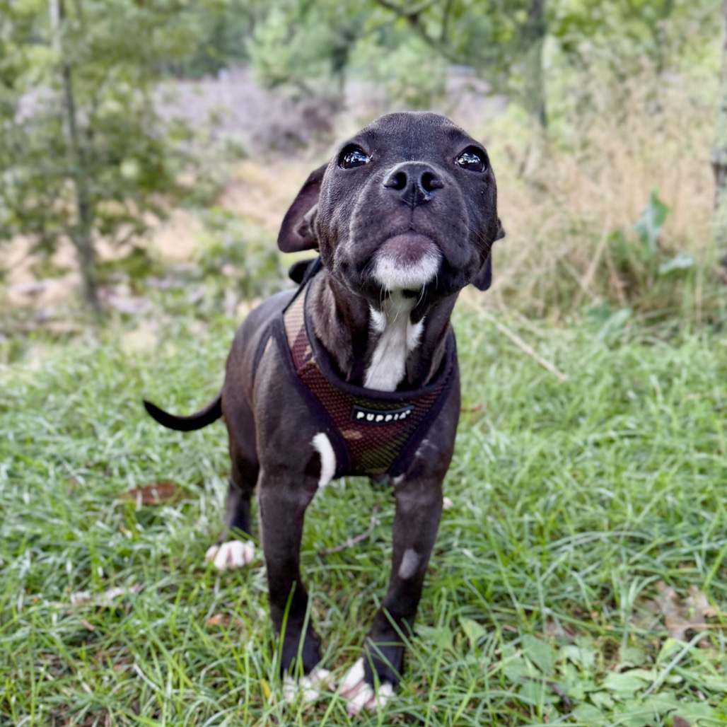 Jessie Bulldog/Mixed Breed (Small) Black 