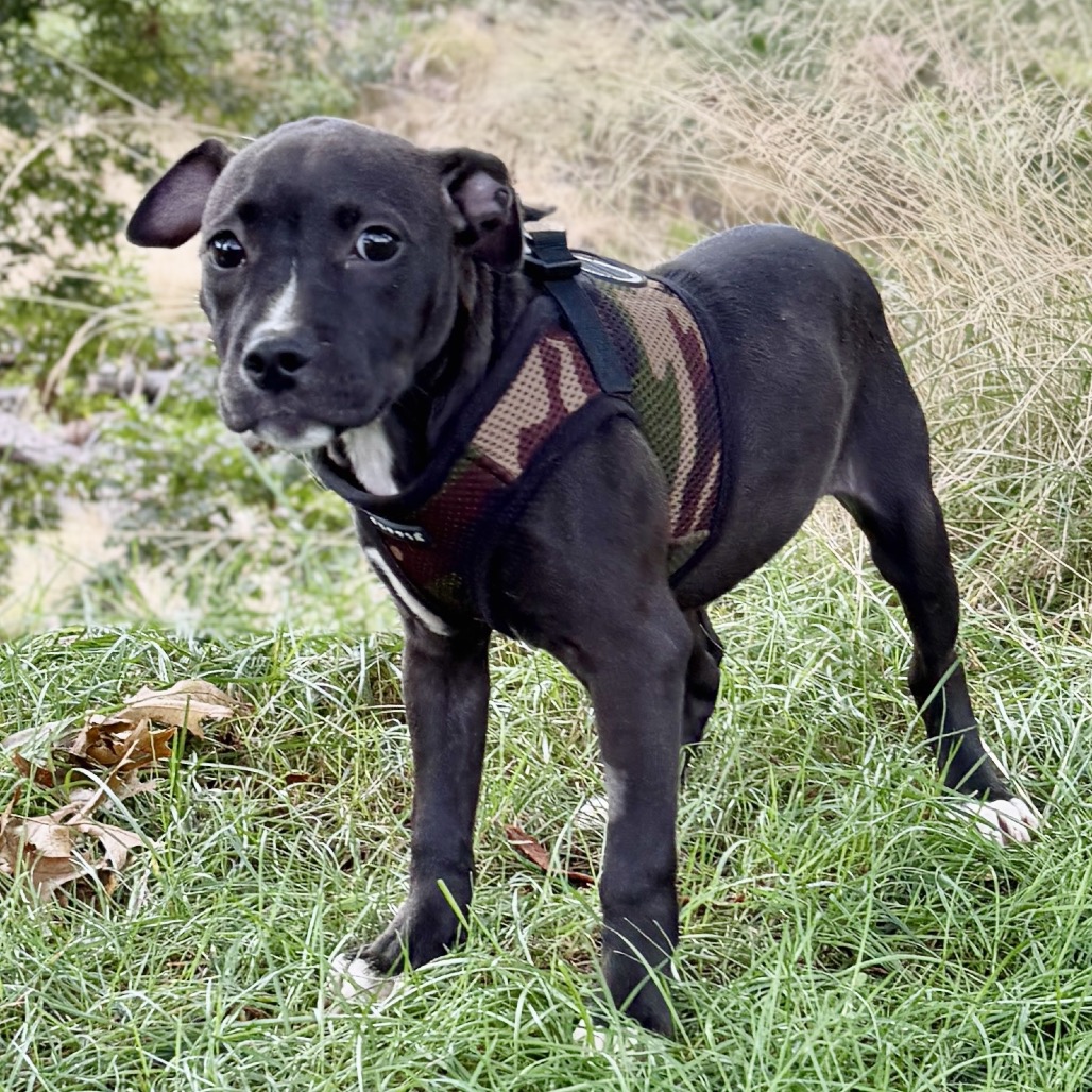 Jessie Bulldog/Mixed Breed (Small) Black 