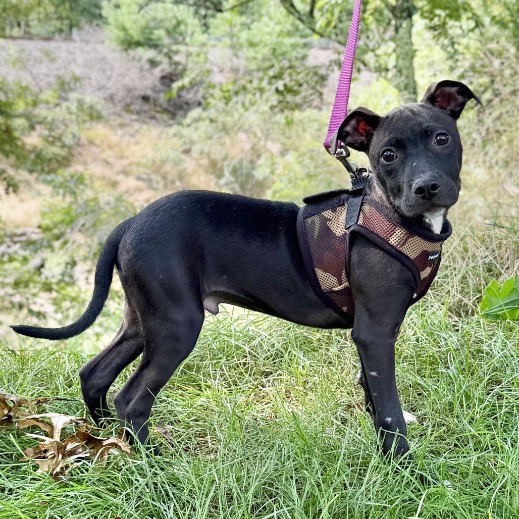 Andy Bulldog/Mixed Breed (Small) Black 