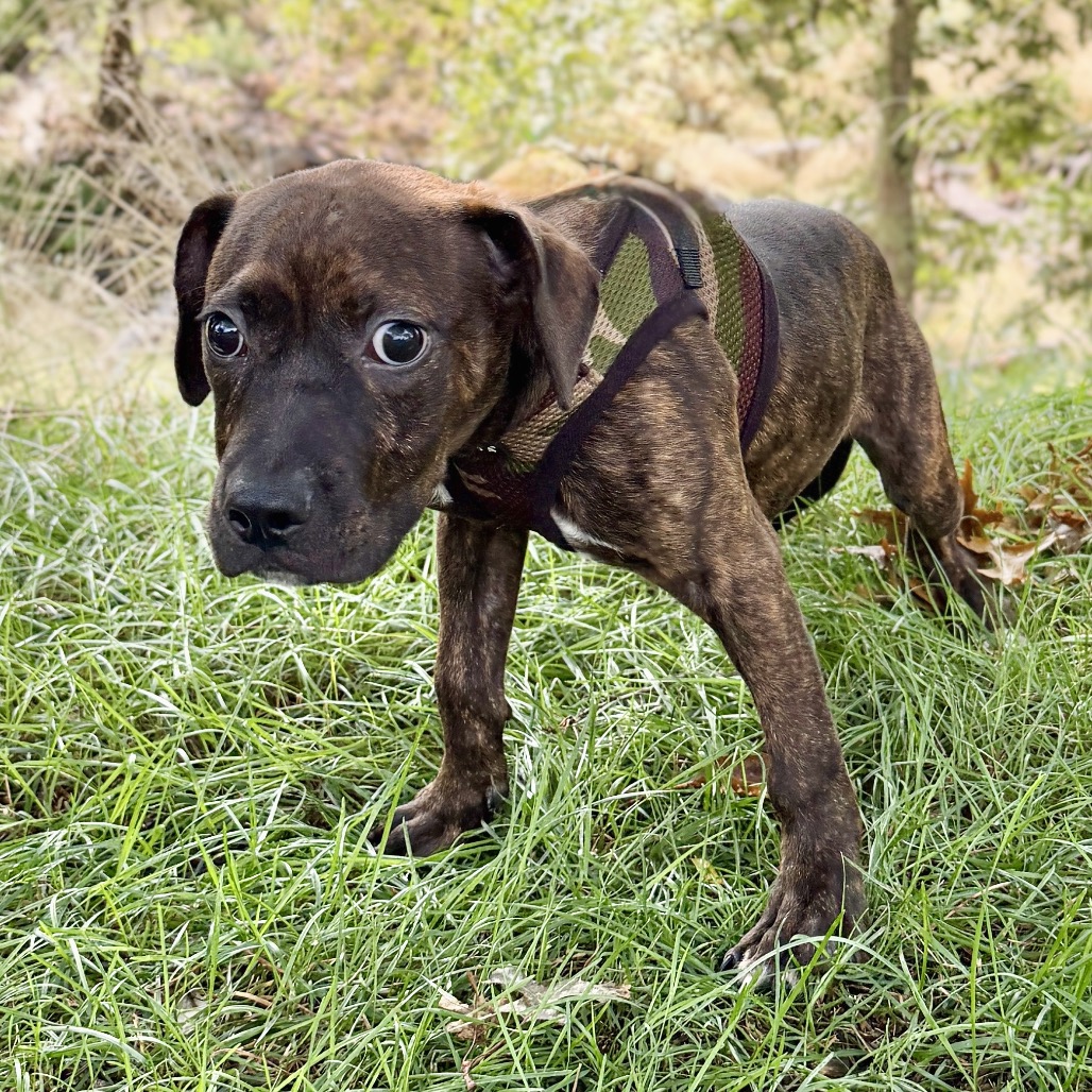 Buzz Bulldog/Mixed Breed (Small) Black 