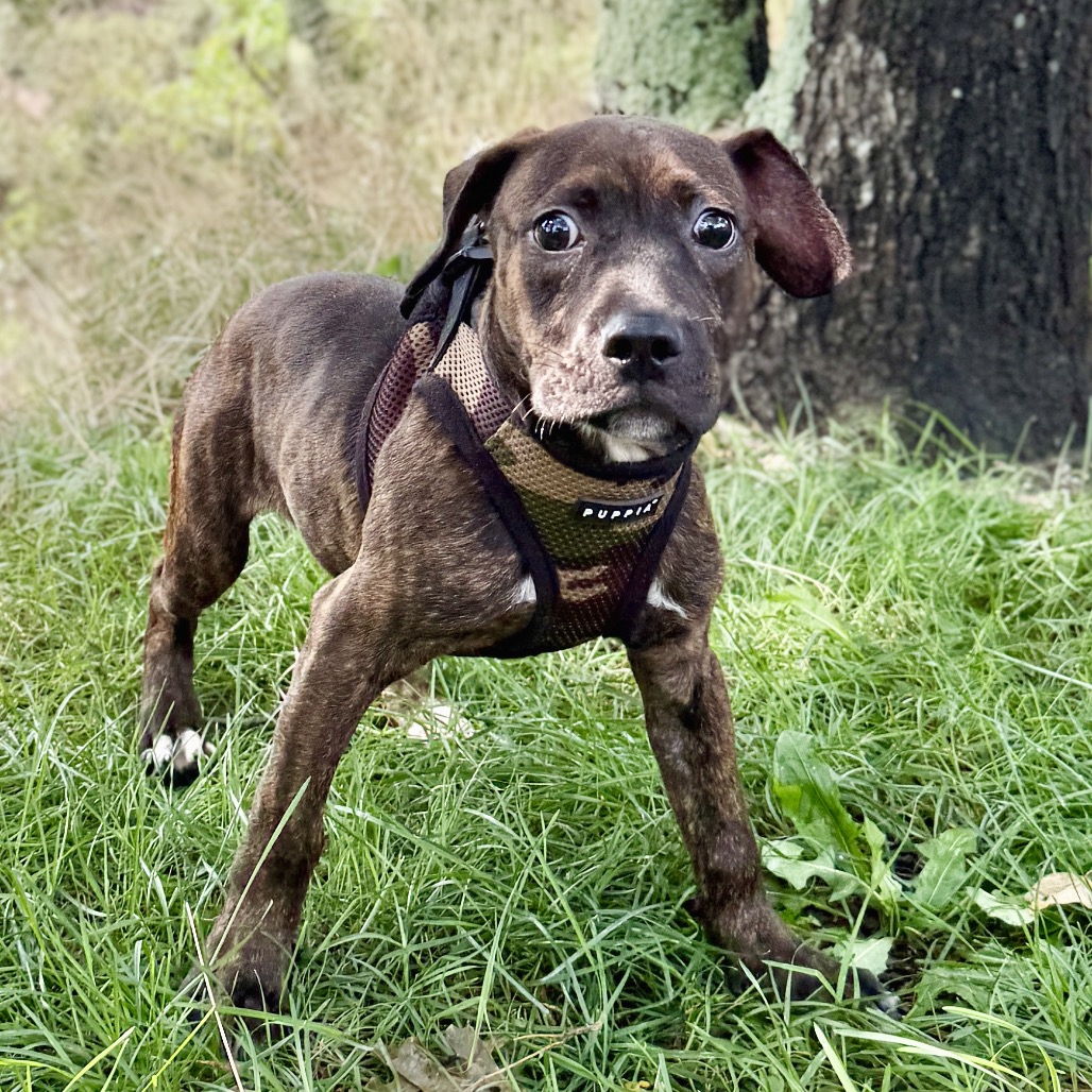 Buzz Bulldog/Mixed Breed (Small) Black 
