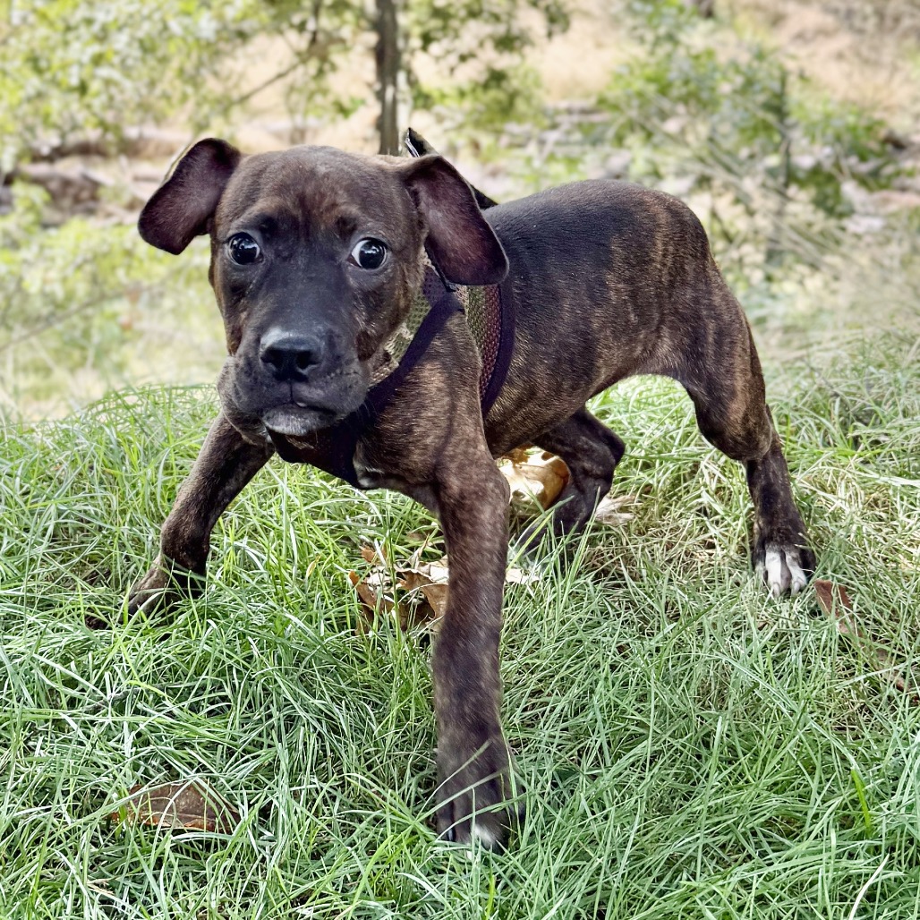 Buzz Bulldog/Mixed Breed (Small) Black 