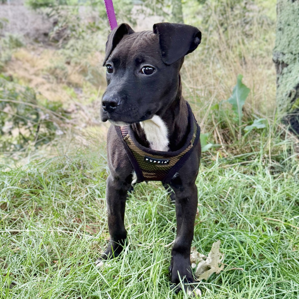 Woody Bulldog/Mixed Breed (Small) Black 