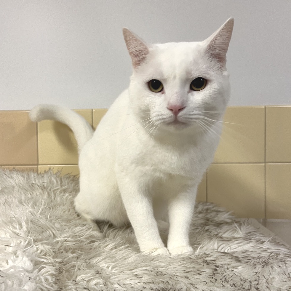 Cloud Domestic Shorthair White