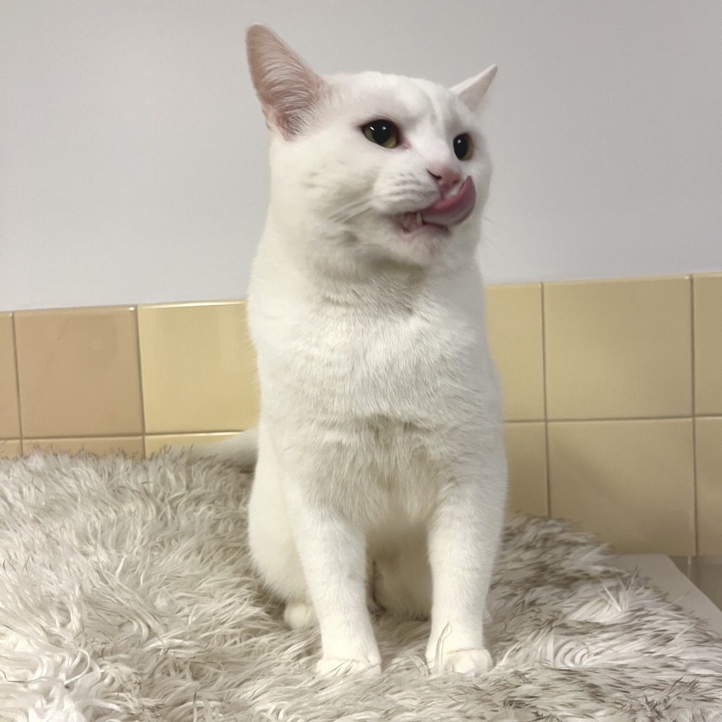 Cloud Domestic Shorthair White