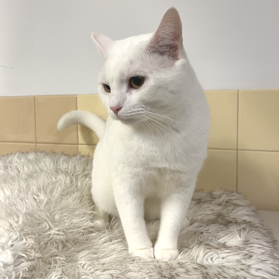 Cloud Domestic Shorthair White