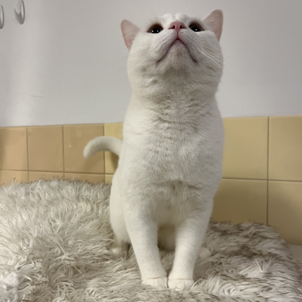 Cloud Domestic Shorthair White