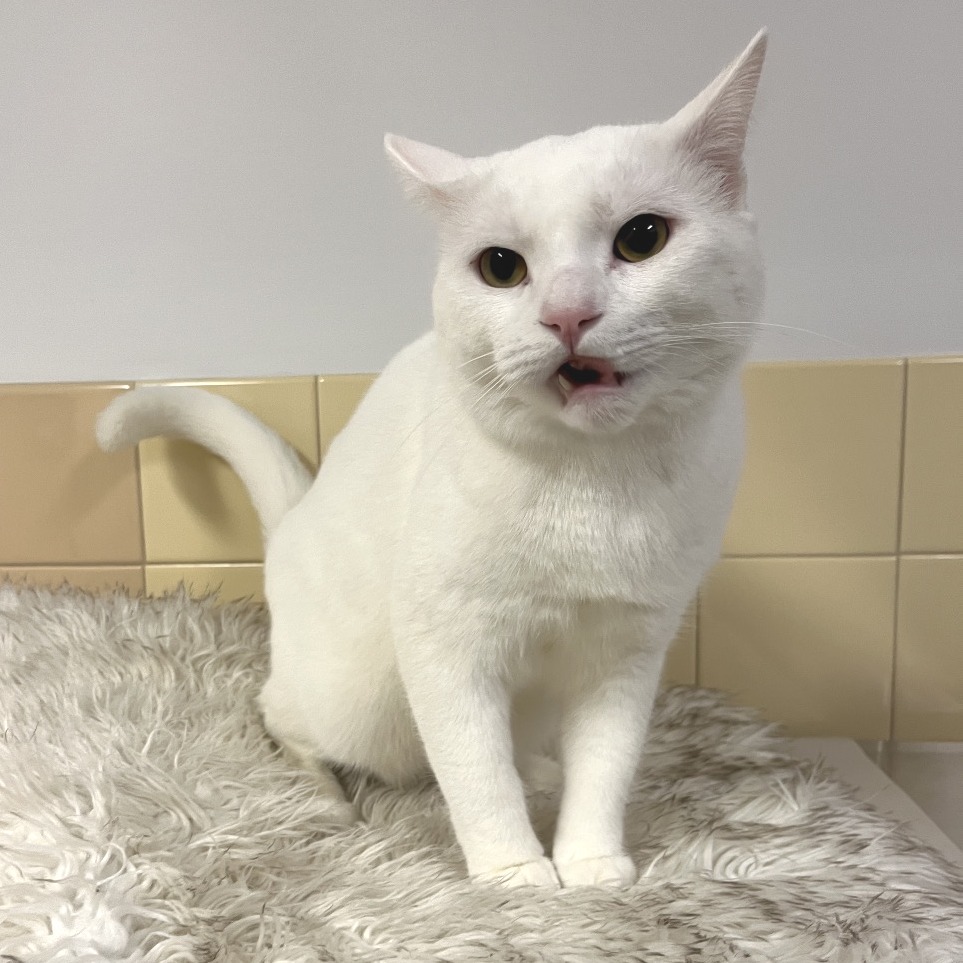 Cloud Domestic Shorthair White
