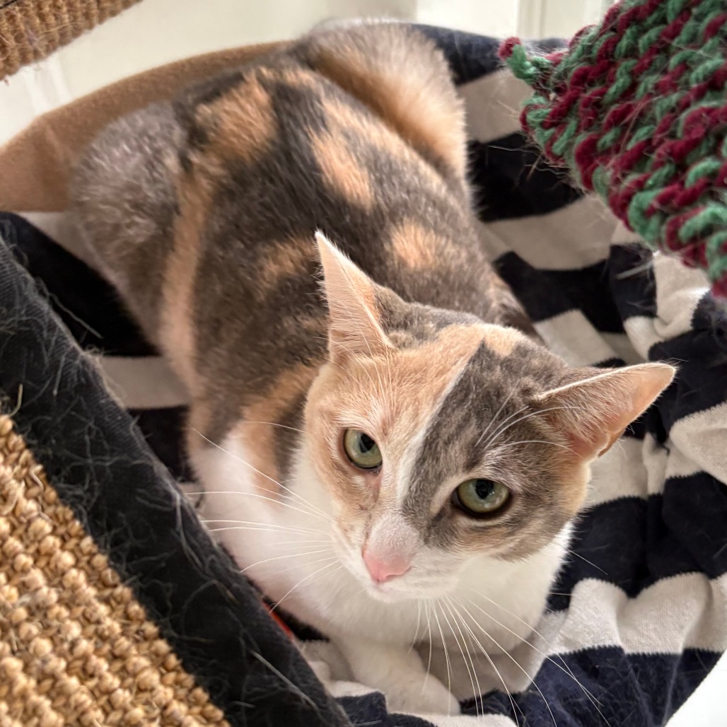 Meye Domestic Shorthair Calico