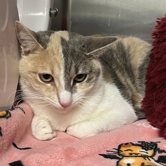 Meye Domestic Shorthair Calico