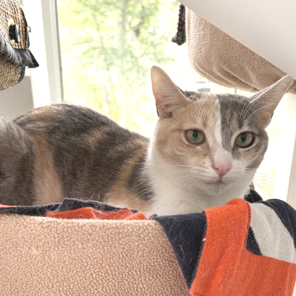 Meye Domestic Shorthair Calico