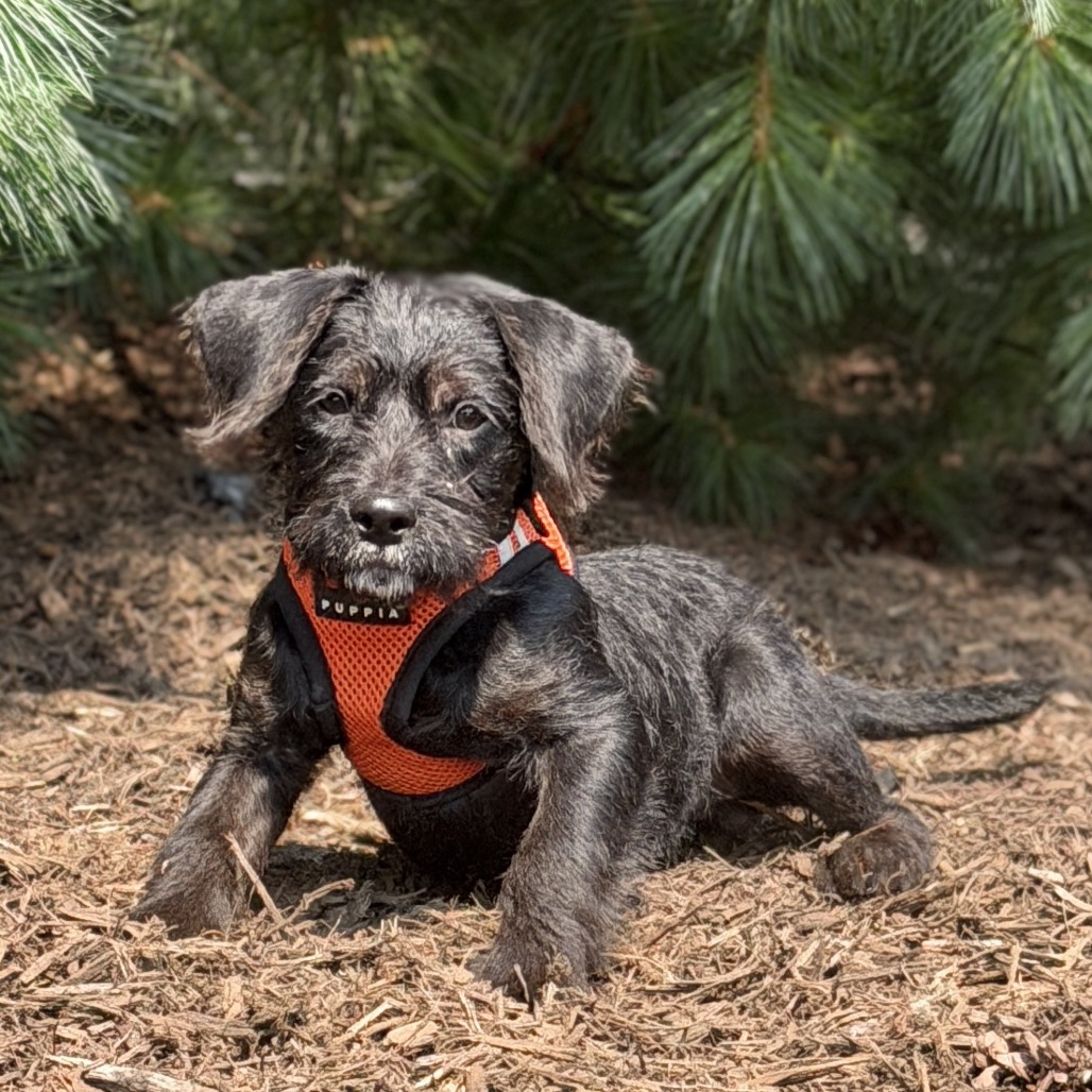 Leilani Terrier/Mixed Breed (Small) Black