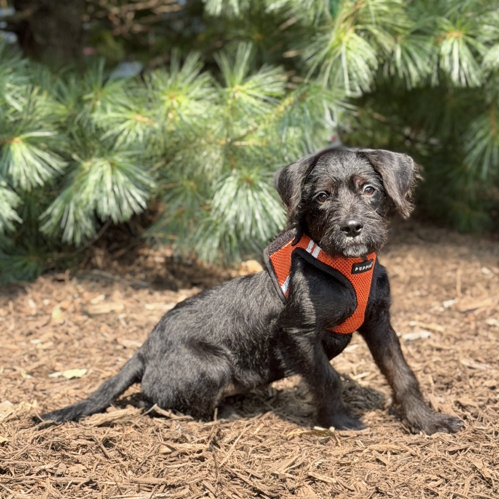Leilani Terrier/Mixed Breed (Small) Black