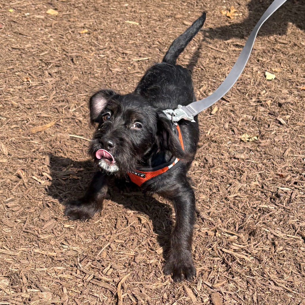 Leilani Terrier/Mixed Breed (Small) Black