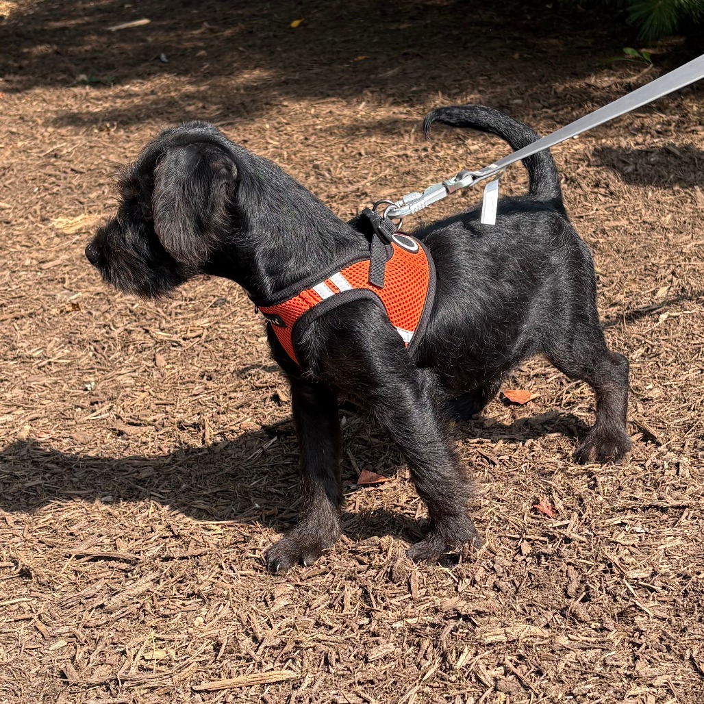 Leilani Terrier/Mixed Breed (Small) Black