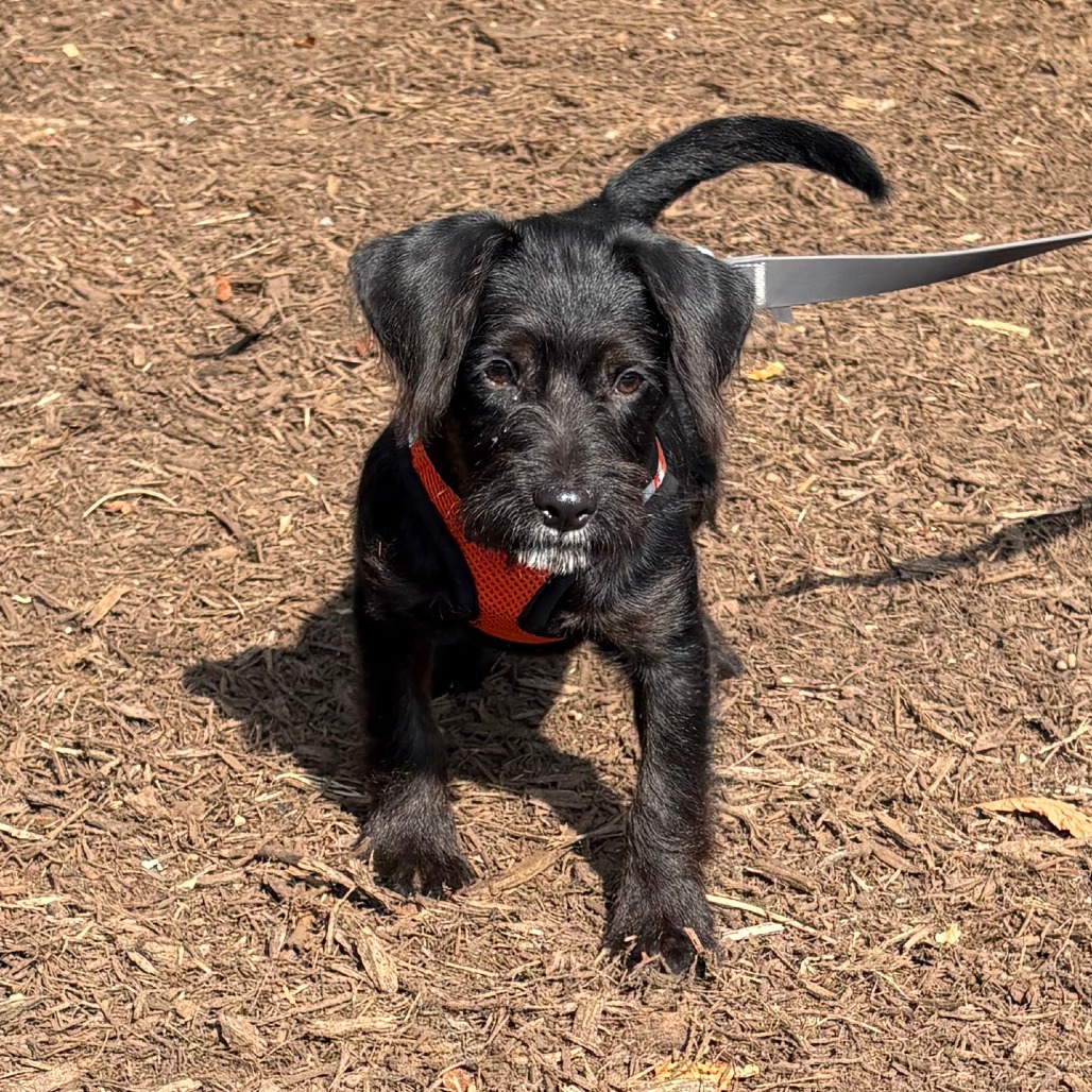 Leilani Terrier/Mixed Breed (Small) Black