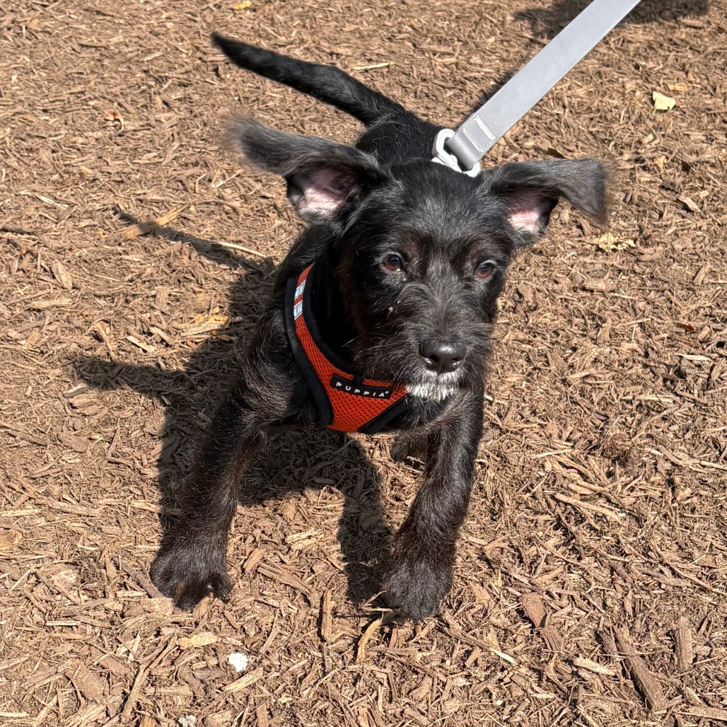 Leilani Terrier/Mixed Breed (Small) Black
