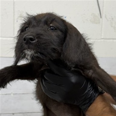 Luciana Terrier/Mixed Breed (Small) Black 