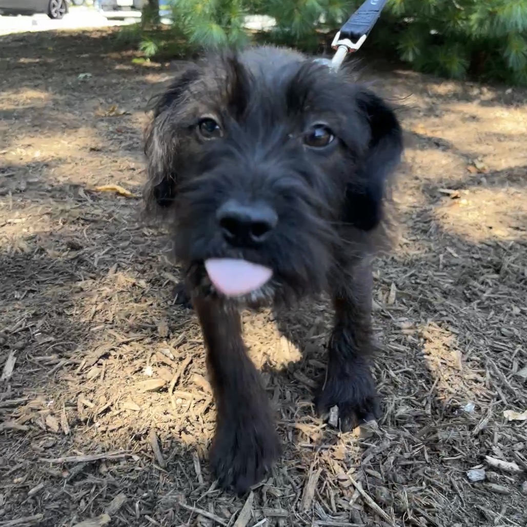 Luciana Terrier/Mixed Breed (Small) Black 