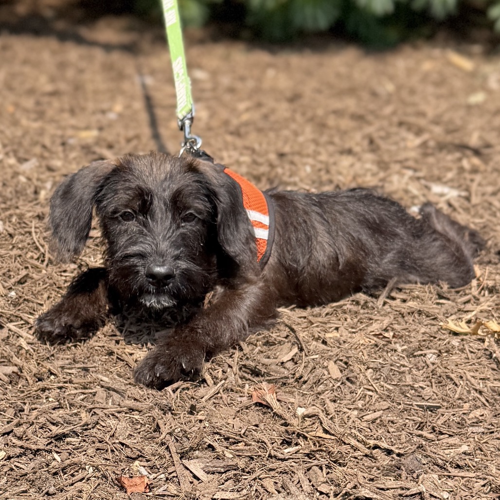 Luciana Terrier/Mixed Breed (Small) Black 