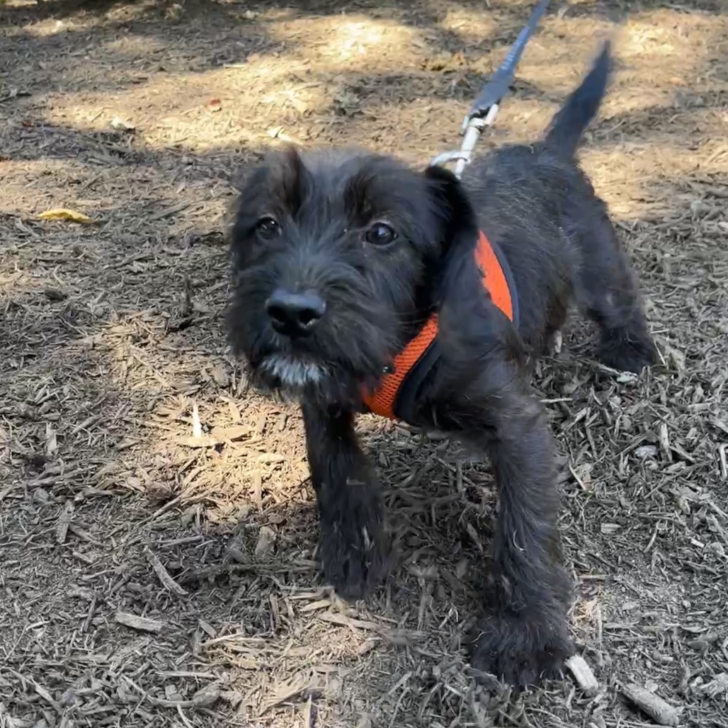 Luciana Terrier/Mixed Breed (Small) Black 