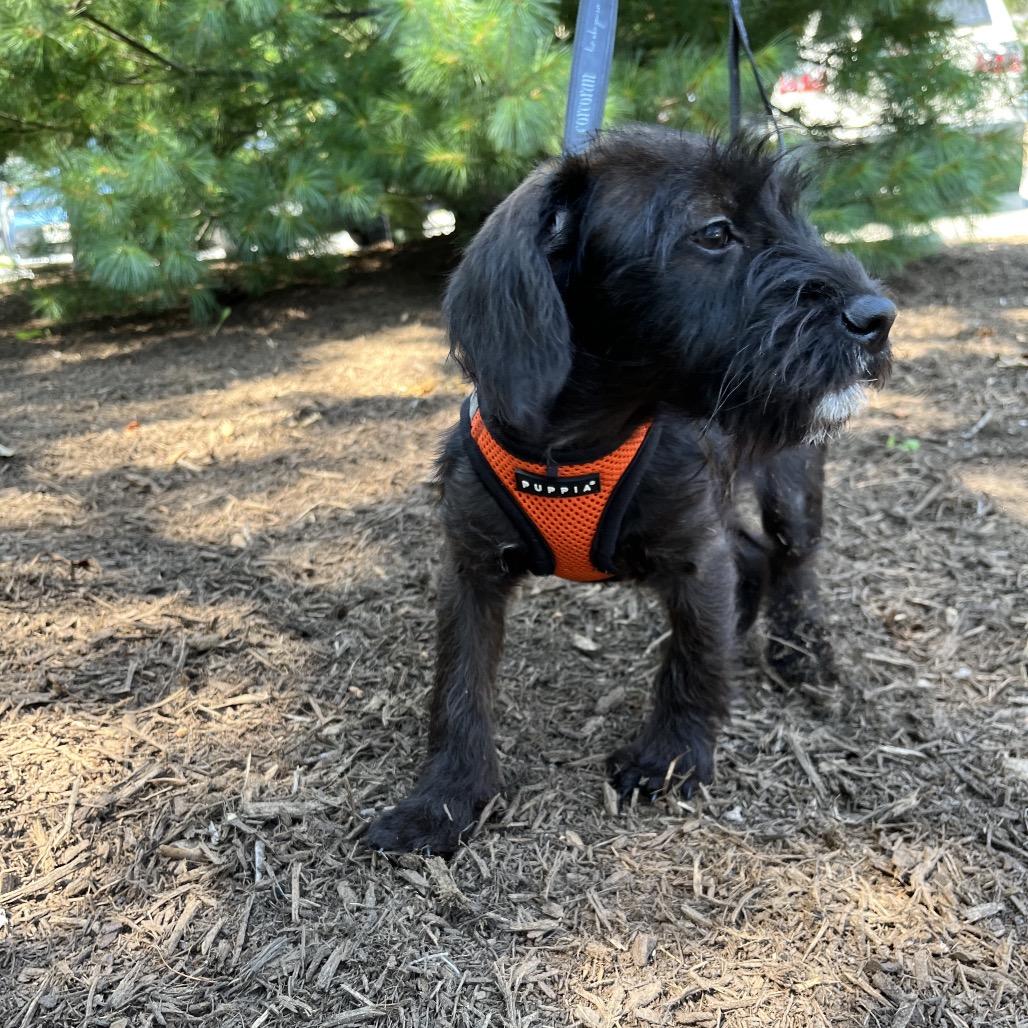 Luciana Terrier/Mixed Breed (Small) Black 