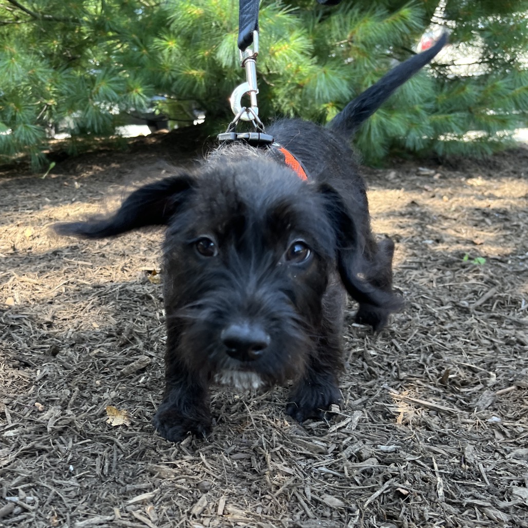 Luciana Terrier/Mixed Breed (Small) Black 