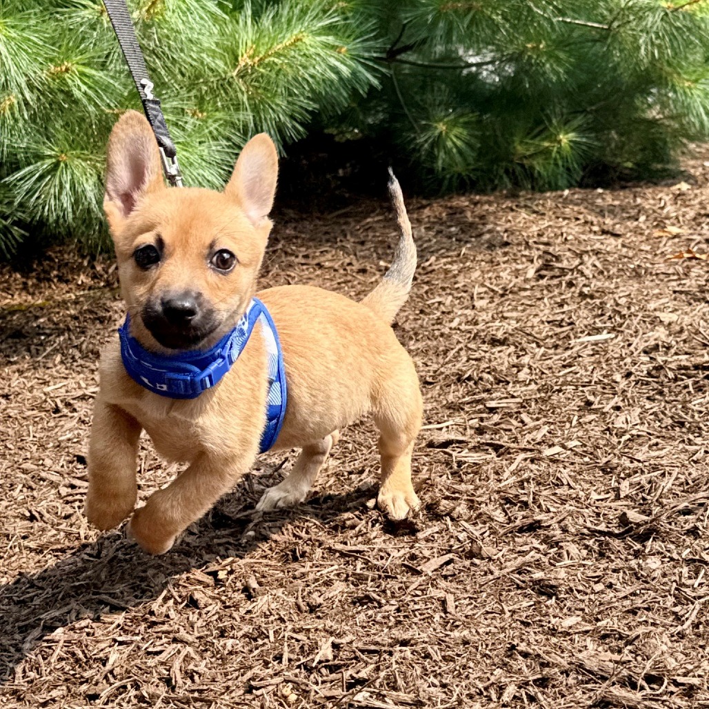 Hermione Chihuahua/Mixed Breed (Small) Brown 