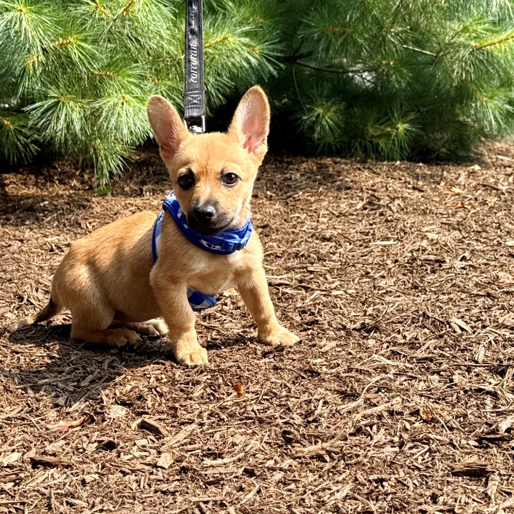Hermione Chihuahua/Mixed Breed (Small) Brown 