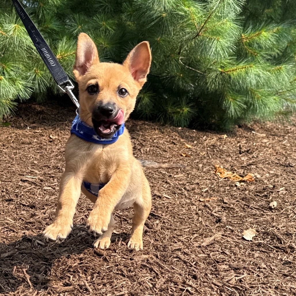 Hermione Chihuahua/Mixed Breed (Small) Brown 