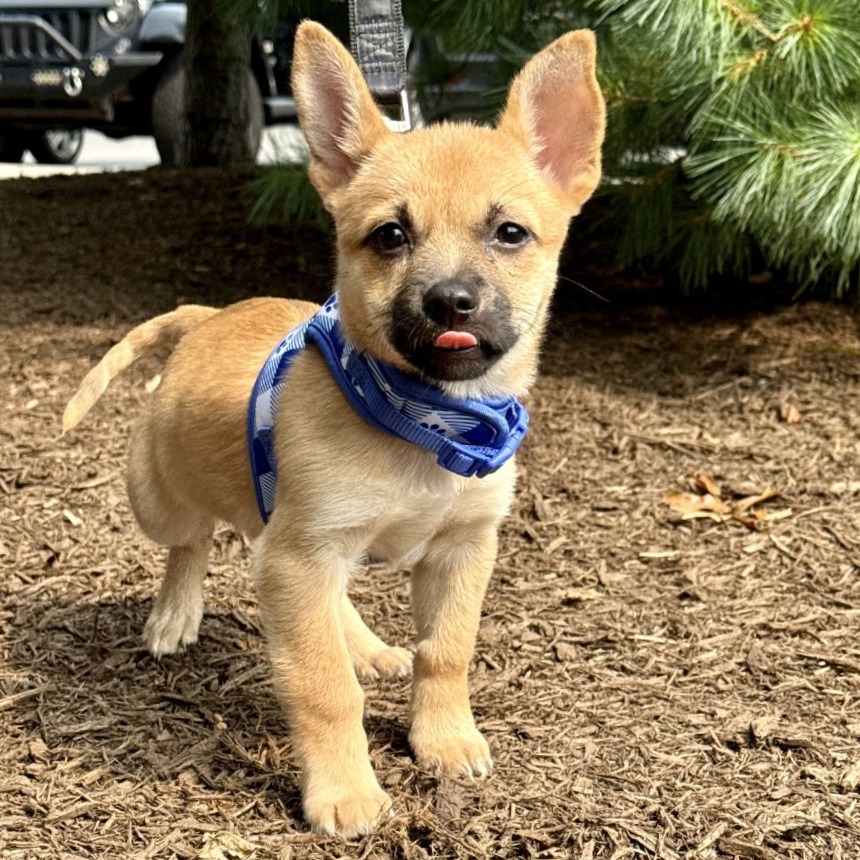 Althea Chihuahua/Mixed Breed (Small) Brown