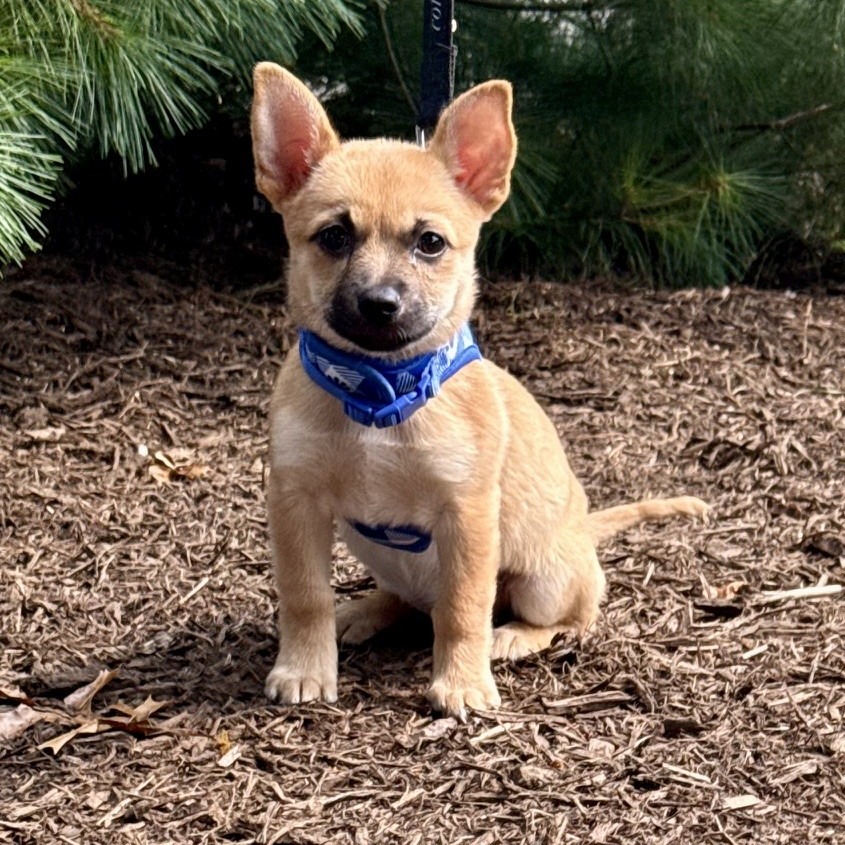 Althea Chihuahua/Mixed Breed (Small) Brown