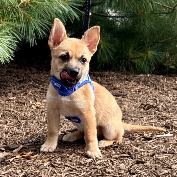 Althea Chihuahua/Mixed Breed (Small) Brown
