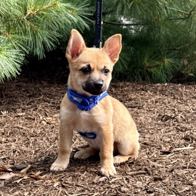 Althea Chihuahua/Mixed Breed (Small) Brown