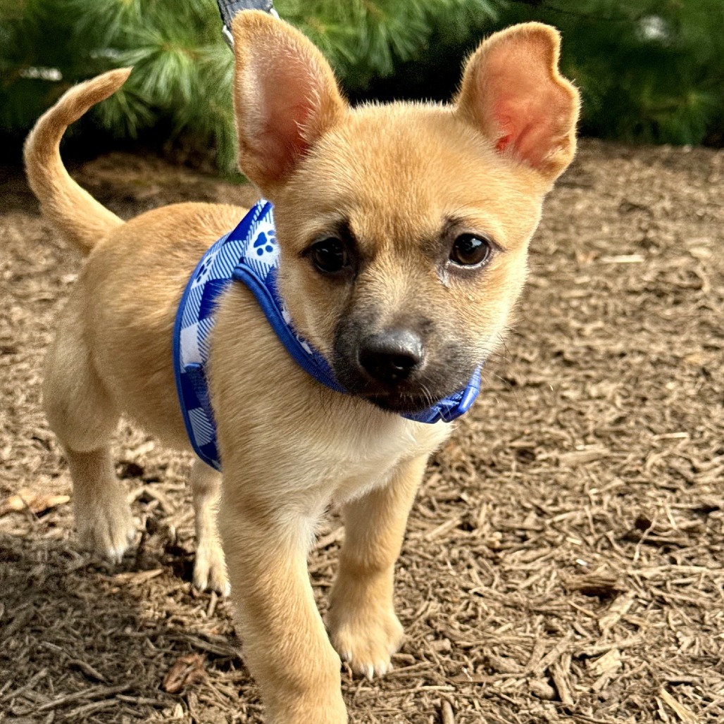 Althea Chihuahua/Mixed Breed (Small) Brown