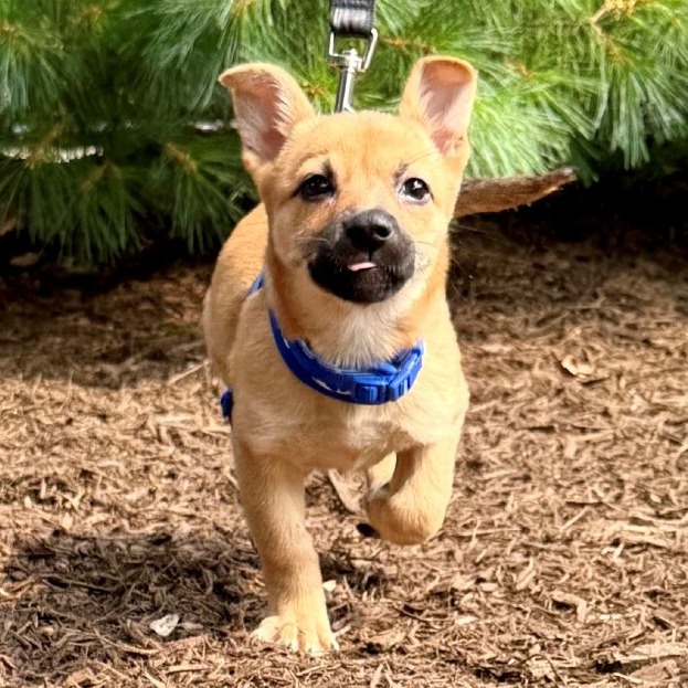 Penelope Chihuahua/Mixed Breed (Small) Brown