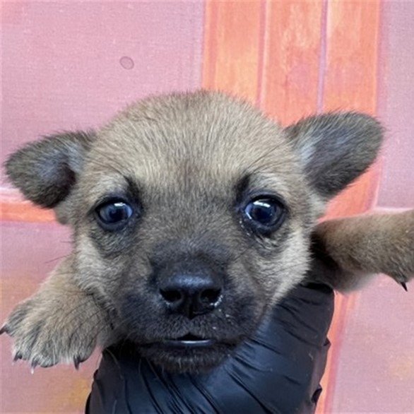 Penelope Chihuahua/Mixed Breed (Small) Brown