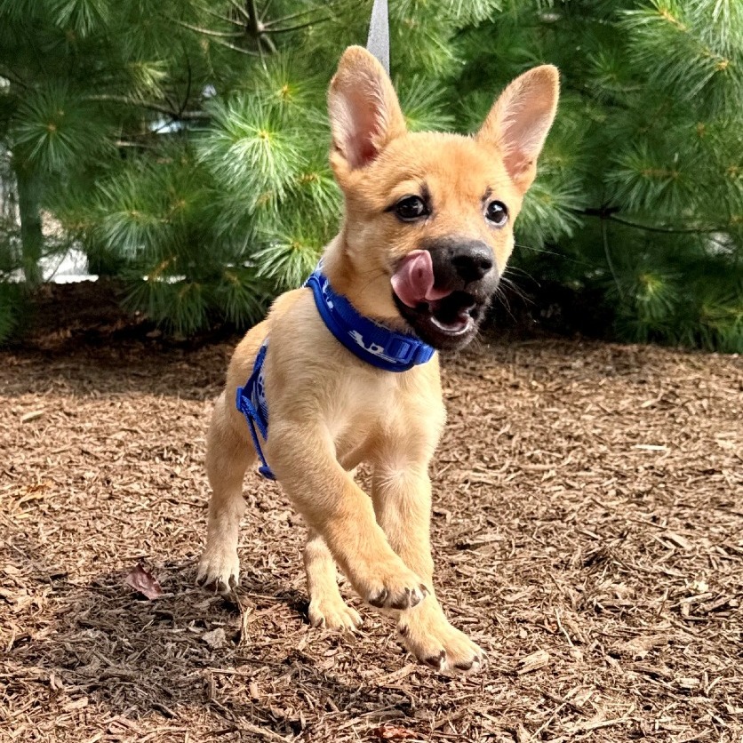 Penelope Chihuahua/Mixed Breed (Small) Brown