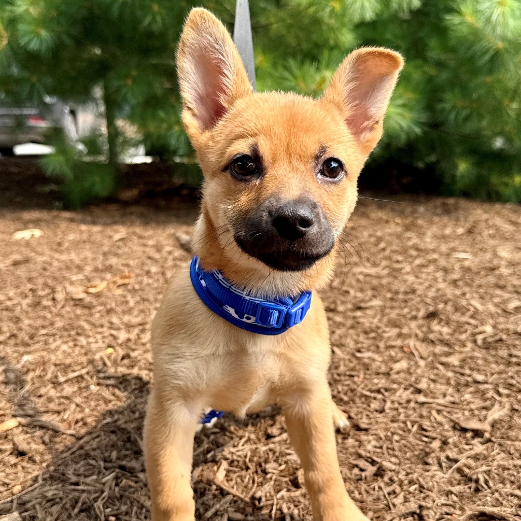 Penelope Chihuahua/Mixed Breed (Small) Brown