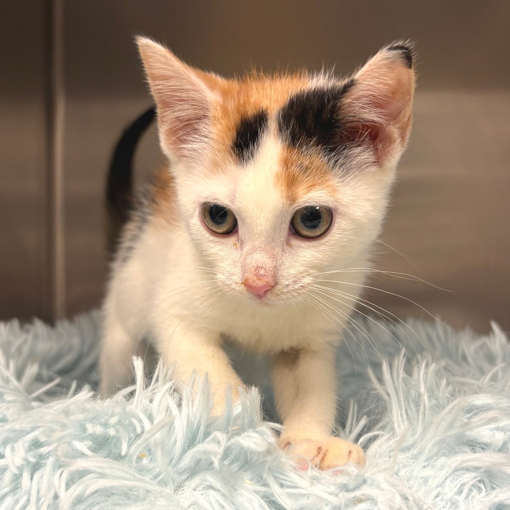 Sheri Domestic Shorthair White Calico
